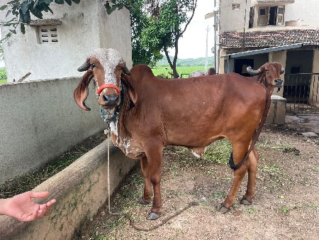 સાટા કરવાના છે
