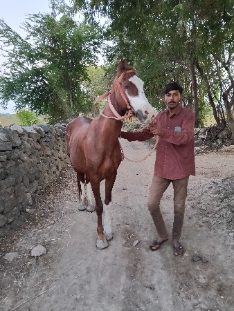 थंबनेल 3