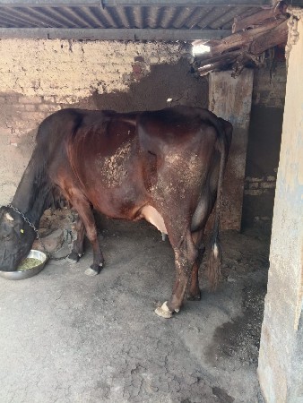 આ બે ગાયુ વેચવાની છે