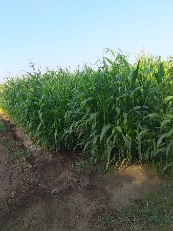 મકાઈ વેચવાની છે