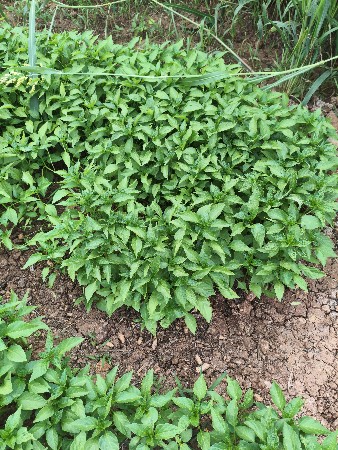 थंबनेल 2