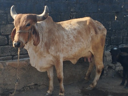 ગાય વેચવાની સે