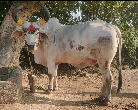 બળદ લેવાનો છે