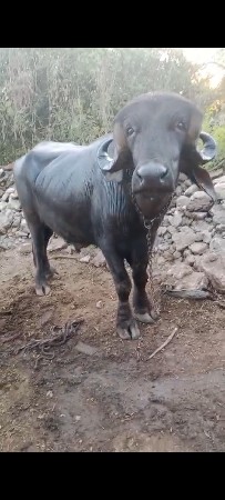 थंबनेल 2