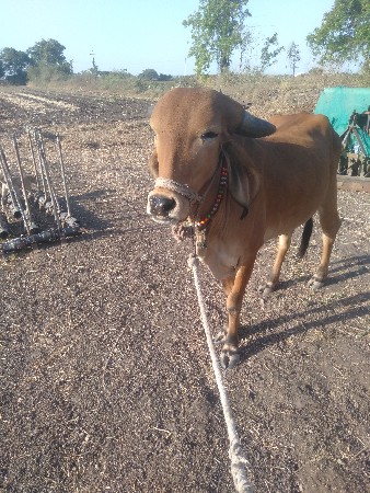 थंबनेल 3