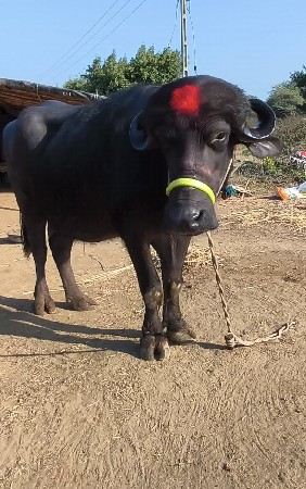 વીસ દિવસ વિકાસ છે