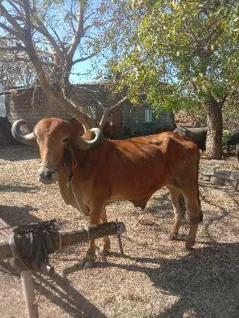 थंबनेल 3