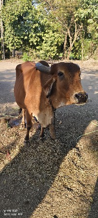 थंबनेल 3