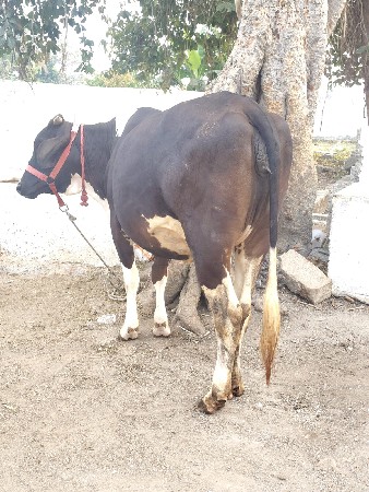 थंबनेल 4