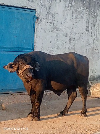 પાડો વેચવાનો છે