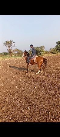 વેસવાની છે ઘોડી