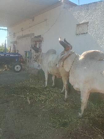 બળદ વેચવાના છે બીજી ધરમા