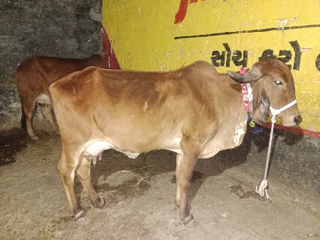 થંબનેલ 2