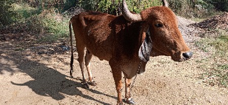 ગાય વેચવાની છે