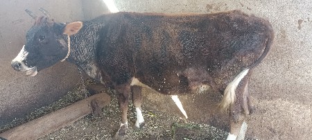 એક મહીના ની વાર