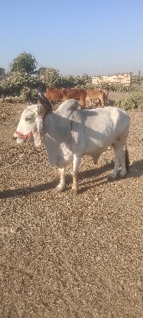 બળદવેસવાની