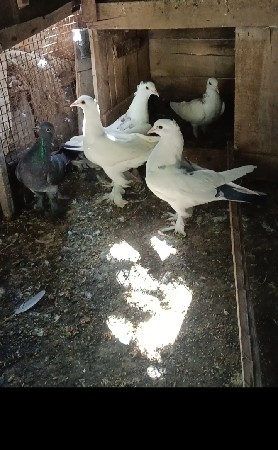 કબૂતર વેચવાના છે