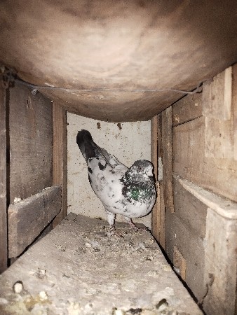 थंबनेल 2