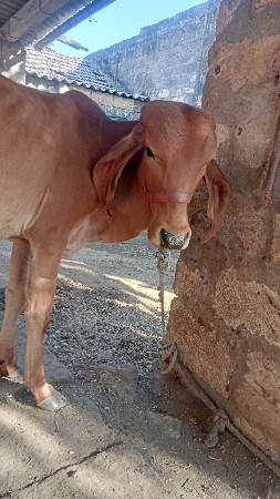 थंबनेल 3