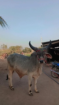 थंबनेल 2