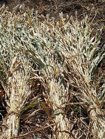 jabar ni niran veshva ni se