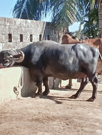 ભેંસ વેચવાની છે