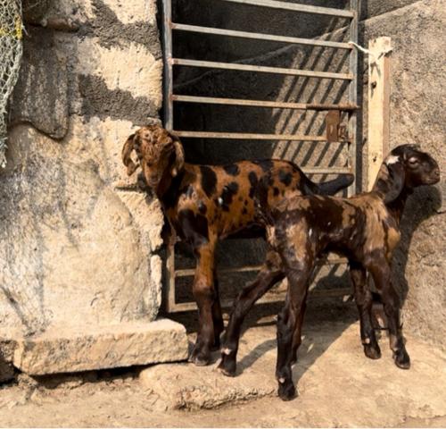 2 બકરા વેચવાના છે