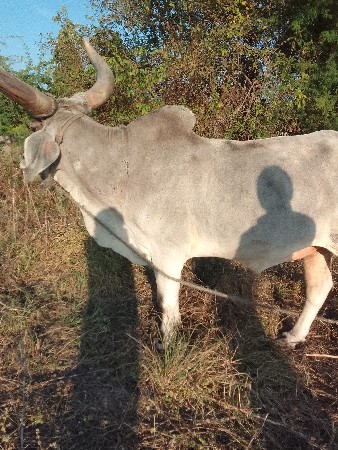 બળદ વેચવાનો છે