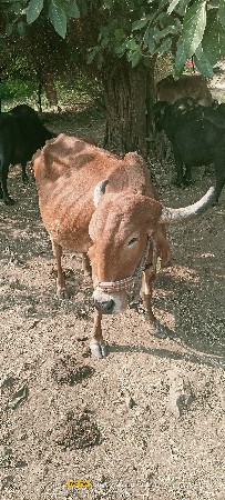 ગાય વેસવાની છે