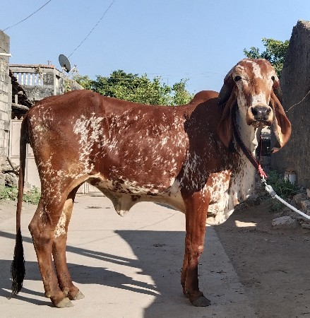 ઓરીજનલ ગીર હોળકી વેસવા ની છે