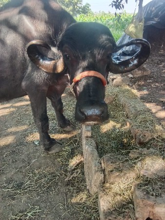 આ ભેંસ વેચવાની છે