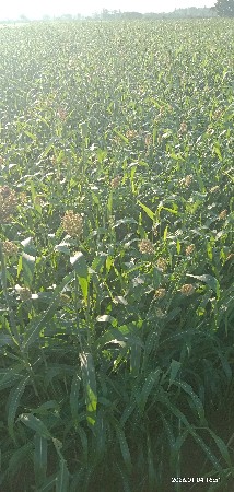 લીલી જવાર વેચવાનું છે