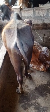 પાડી વેચવાની છે