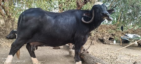 ભેશ વેસવા ની છે