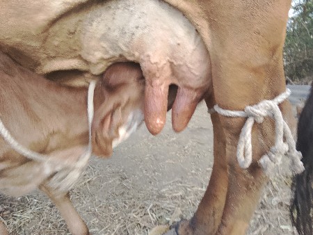 थंबनेल 4