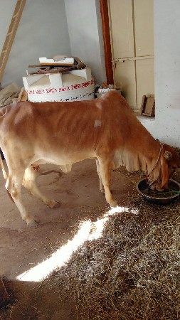 ગાય વેચવાની છે
