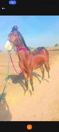 थंबनेल 2