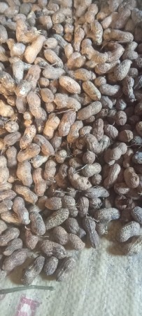 ગિરનાર ચાર મગફળી