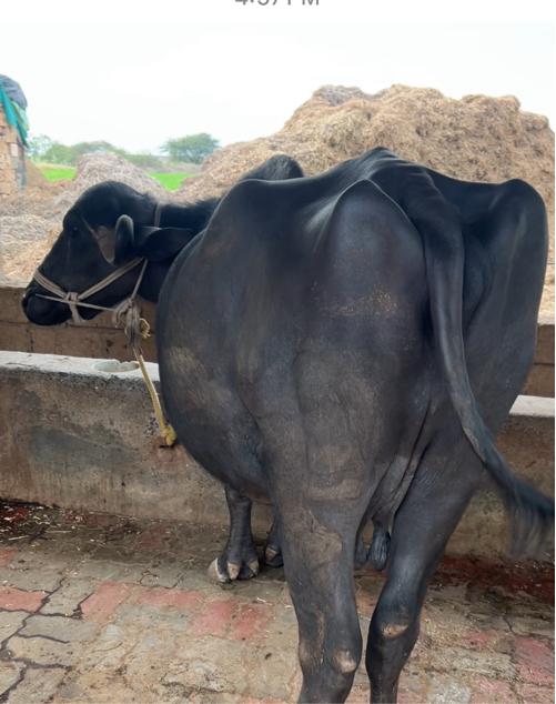 ભેંસ વેસવાની સે