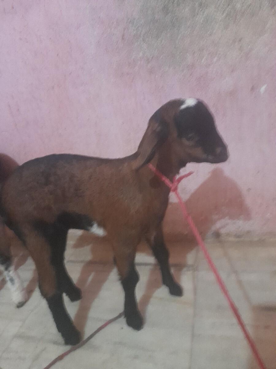 આ બકરી ના માથા મા ચાંદ છે