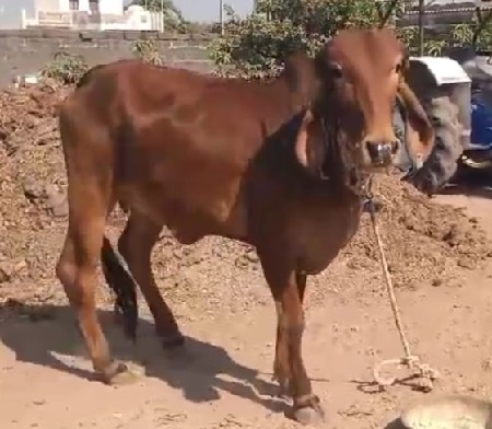 હોડકિ વેચવાની છે