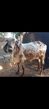 હોડકી વેસવાની સે