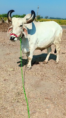 કોઈલાણા ગામ