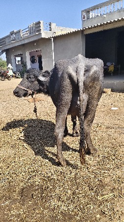 ભેંસ વેચવાની છે