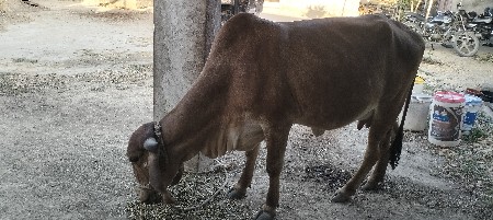 ગીર  પાસાર છે