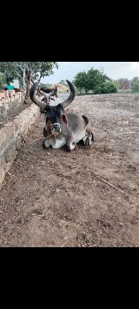 थंबनेल 3