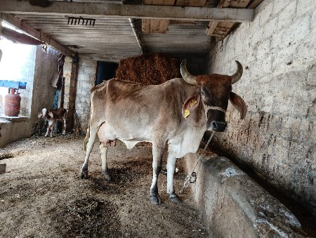 ગાય વેચવાની છે