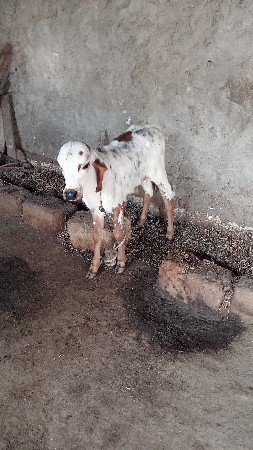 थंबनेल 2