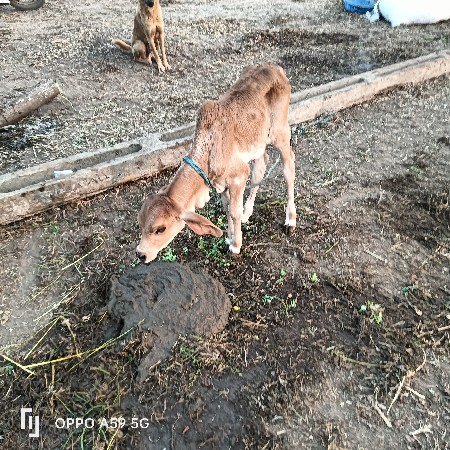 ગાય વેચવાની છે તાજી છે દુઘ 4