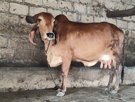 ગાય વેચવાની છે